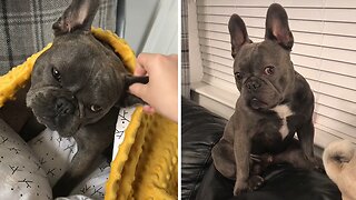 Ever wondered what it’s like to own a French bulldog ?