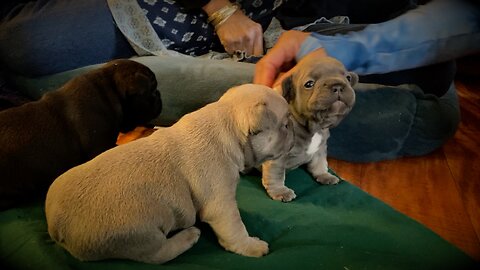 Pualani's Puppies 2