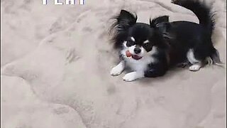 Funny Dog These Funny Dog Videos #shortsvideo #viral #shorts