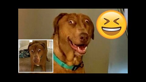 Funny Animals Video Best Dogs😹 and Cats🐶| Fanny Animals