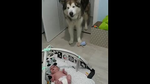 Dog meet baby first time