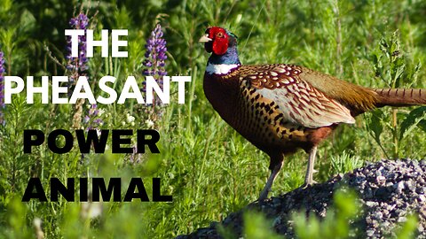 The Pheasant Power Animal