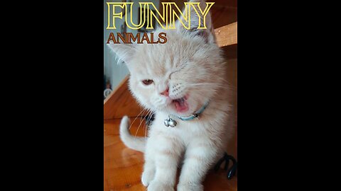 Animal funny moments