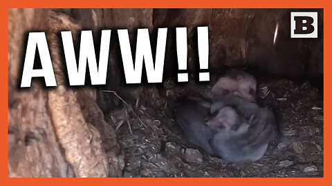 Sound On! Minnesota Wildlife Officials Find Adorable Infant Raccoons Cuddling