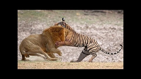 Tiger VS Lion. Who would win? 2024