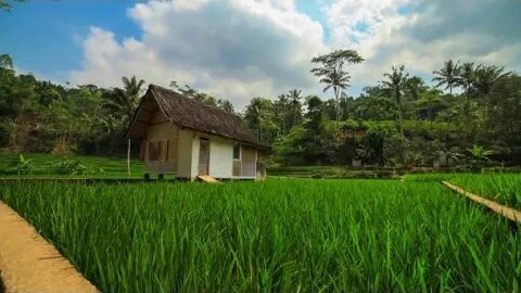 suasana desa di pagi hari #desa