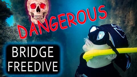 Best Snorkeling + Freediving in Florida - Cato's Bridge in Jupiter Florida