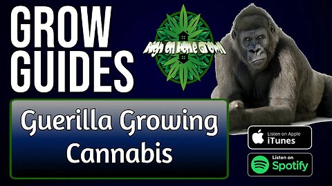 Guerrilla Growing Cannabis Plants | Grow Guides Episode 14