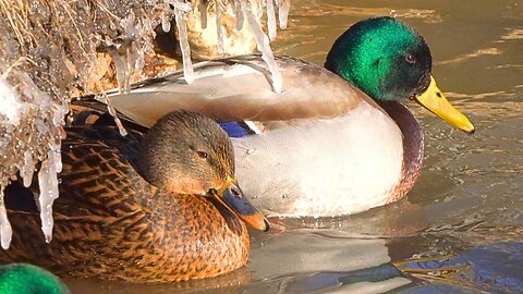 Close-ups of the Ice Coast Arctic Mallard Ducks