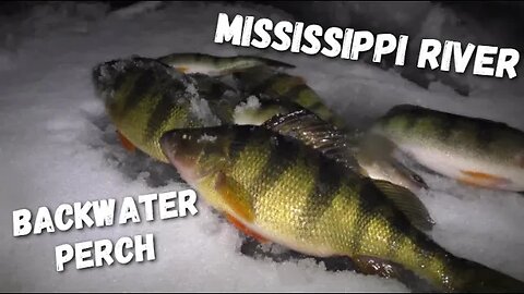 Ice Fishing Perch on Mississippi River Backwaters, Shallow Water Perch in Backwater Lake!