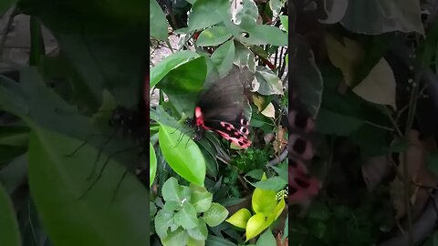 Witness Nature's Miracle: A Giant Butterfly Discovered in the Philippines! Butterfly in Philippines