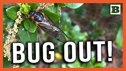 Time to Bug Out! Cicada Invasion Underway in North Carolina with Red-Eyed Bugs Everywhere