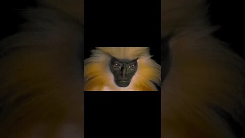 Sad Monkey contemplating life #glassanimals #nonsense #zoobox #monkeys #funny #trachypithecusgeei