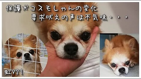 虹V21 保護犬コスモしゃんの秘蔵映像公開します！心を開いたコスモしゃん・・・