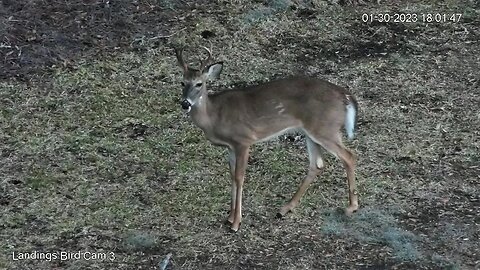 A Young Buck Foraging for Dinner 🦌 01/30/23 17:59