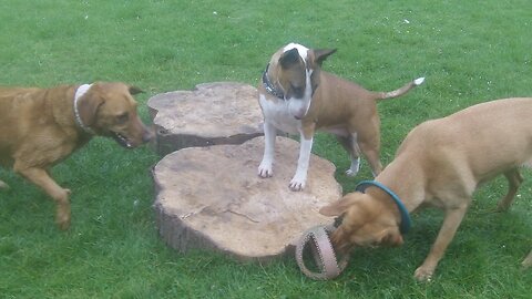 Bessie & Jasper Labradors & Ruby English Bull Terrier having the craic. @DogtrainersUK