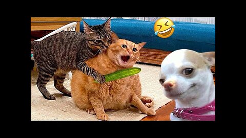 Funny animals video, cute kittencat , funny cats video