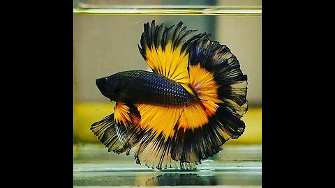 Bettafish Halfmoon rosetail