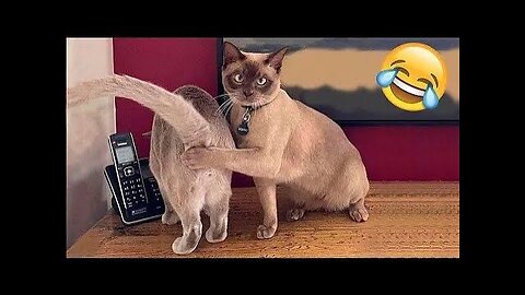 Hilarious Compilation of Dog and Cat Shenanigans 😂