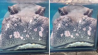Funny hippo at zoo falls asleep against the glass