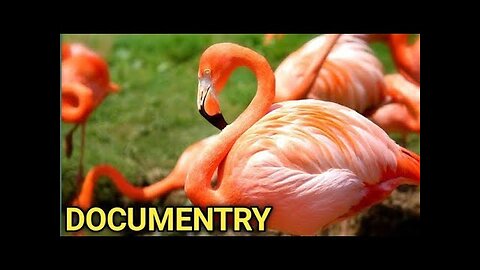 Falmingo Documentry, Documentry of Falmingo in english, birds documentry