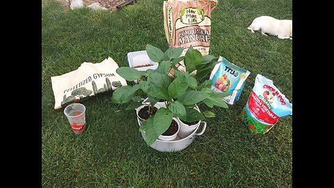 Planting Giant Marconi Pepper Plants 5/6/24