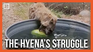 Bobbing for... Watermelons? Hyena Goes All Out at Oakland Zoo