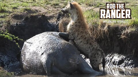 Hyena Tries Eating a Hippo | Maasai Mara Safari | Zebra Plains