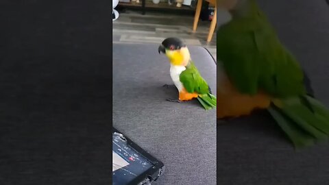 Gangnam Style with Caique Parrot l #shorts l #funnyvideos l @BikisAviary