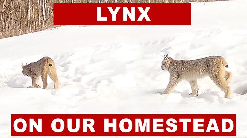 Lynx & Her Kittens On The Homestead - Plus A Giant Chicken Egg