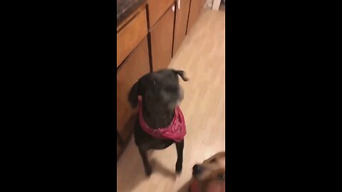 Canine Capers | Pups' Hilarious Hijinks! 😂 😃 😄 😁 🤣 😸