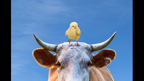 The Maple Leaf Forever - Chicken Remix (and 1 cow)