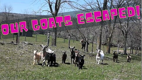 Our Goats Escaped! You wont believe where we found them !