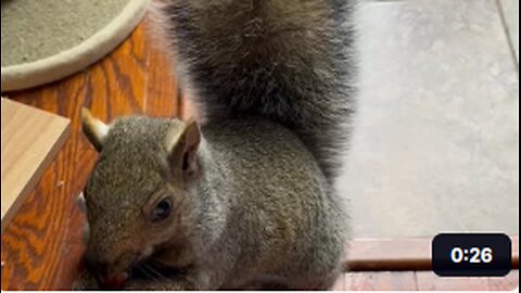 Super Smart Squirrel and Friendly Cat