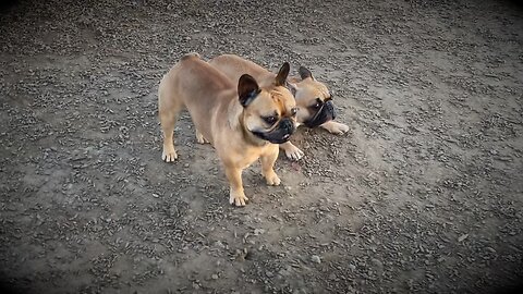 Turbeau and Sparky at the Park