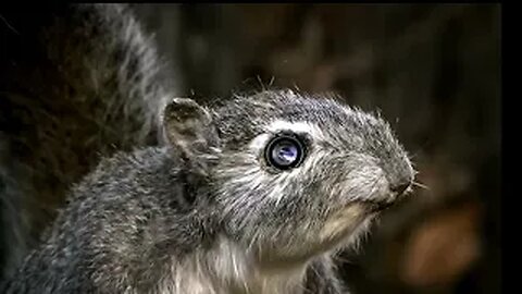 When Squirrels Attack Police Ping TV Station ID