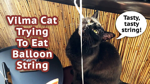 Vilma Cat Trying to Eat Balloon String