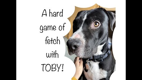 A hard game of fetch with Toby - Professional Perspective #fetch #dog #train