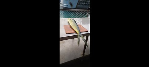 cleaning mahi mahi, dolphin fish, dorado mashall island style. never before seen on rumble