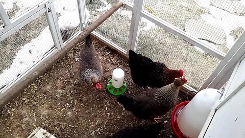 Chicken Cam