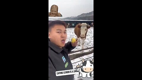 Cow funny video