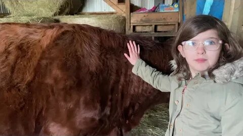 Irish Dexter Family Milk Cows: How Freya prepares our milk cow for her next lactation.