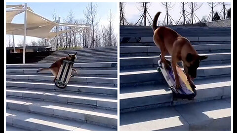 Skateboarding dog