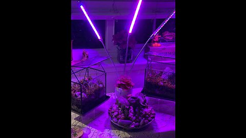 Brite Labs LED Grow Light for Indoor Plants - Increase Growth in Seed Starting, Seedling & Succ...