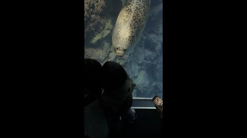 Spotted Seal smitten by a child at Osaka Aquarium Kaiyukan