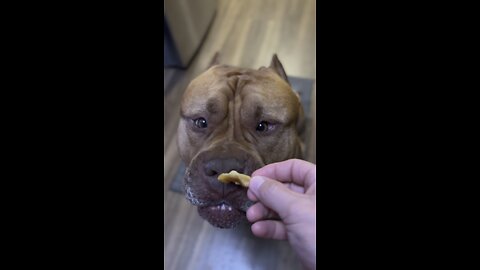 MASSIVE Pit Bull tried pineapple for first time 🦁🍍😋