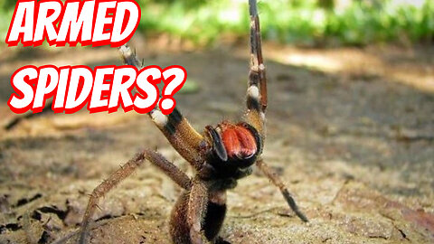How Deadly Is The Brazilian Wandering Spiders!