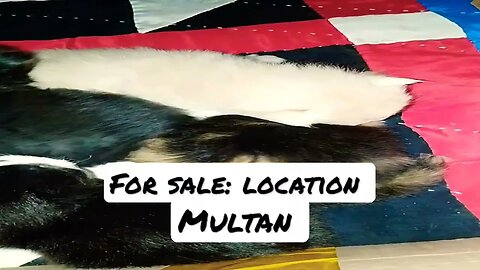 For Sale #persian #kittens #location #multan contact On WhatsApp (03035086469)