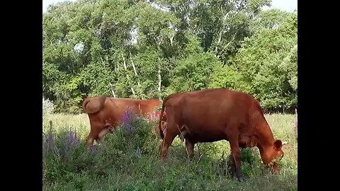 Счастливые коровы! Красивые коровы! Жизнь в деревне!