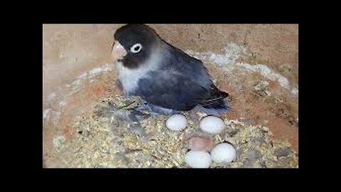 Foster bird momma. #lovebird #petbird #incubation #bird #hatchingeggs